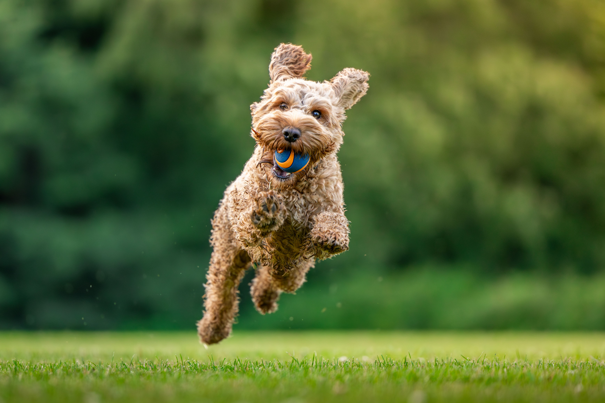 what questions to ask a dog boarding facility what questions to ask a dog boarding facility