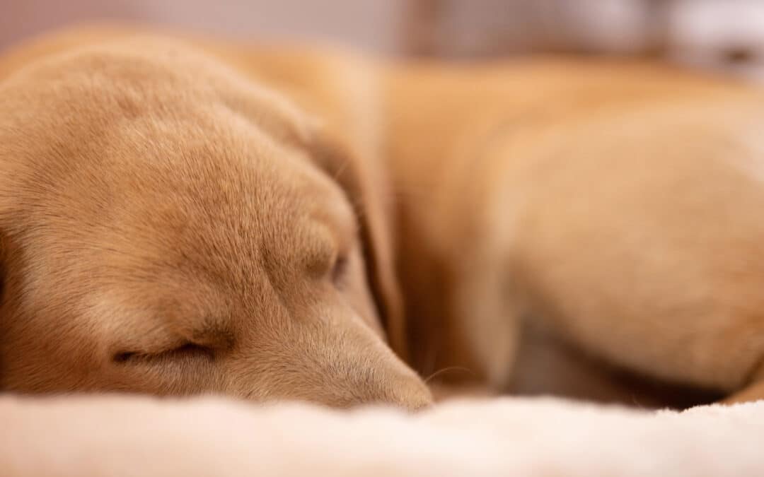 Is 24/7 Supervision Important for Dog Boarding?