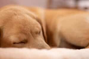 A dog sleeps peacefully on a soft blanket for is-24-7-supervision-important-for-dog-boarding blog.