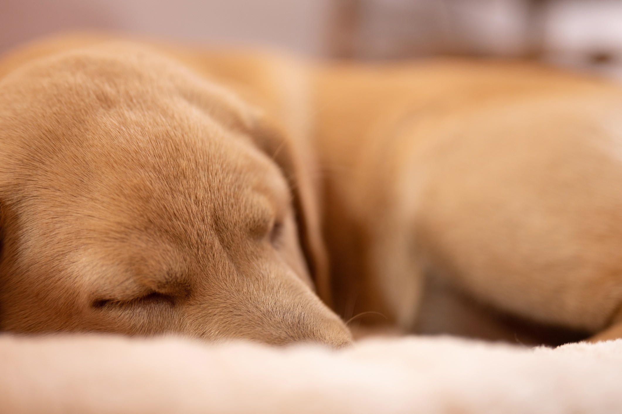 A dog sleeps peacefully on a soft blanket for is-24-7-supervision-important-for-dog-boarding blog.