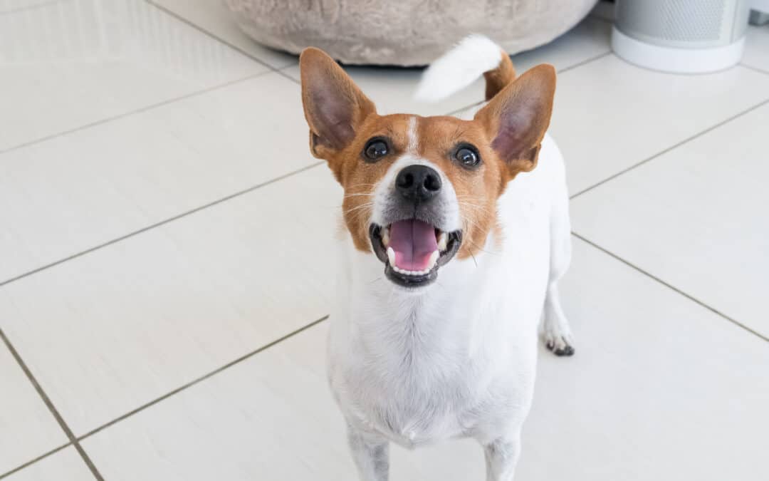 How Morris Animal Inn Keeps Dogs Safe: Air Filtration, Staffing & Monitoring