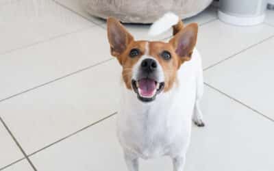 How Morris Animal Inn Keeps Dogs Safe: Air Filtration, Staffing & Monitoring