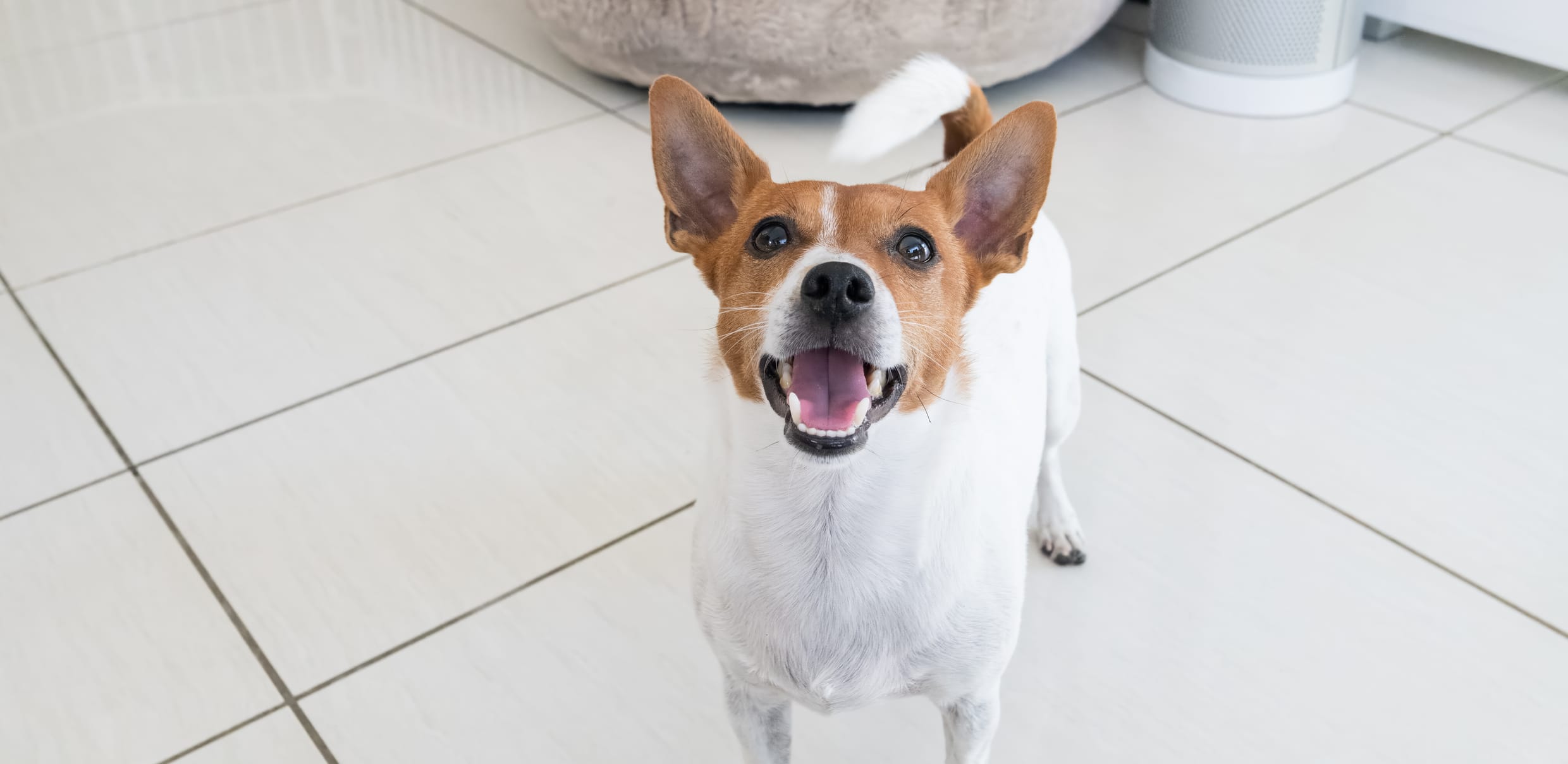 A Jack Russell Terrier looks up at resort staff for keeping-dogs-safe blog.