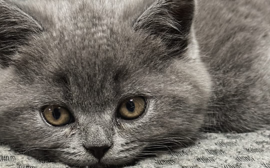 The Best Cat Boarding Options Near NYC That Are Worth the Drive