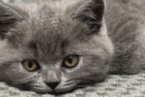 A closeup of a cute gray Scottish cat resting on a bed for best-cat-boarding-options-near-NYC blog. 