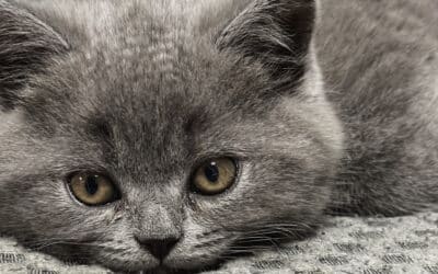 The Best Cat Boarding Options Near NYC That Are Worth the Drive