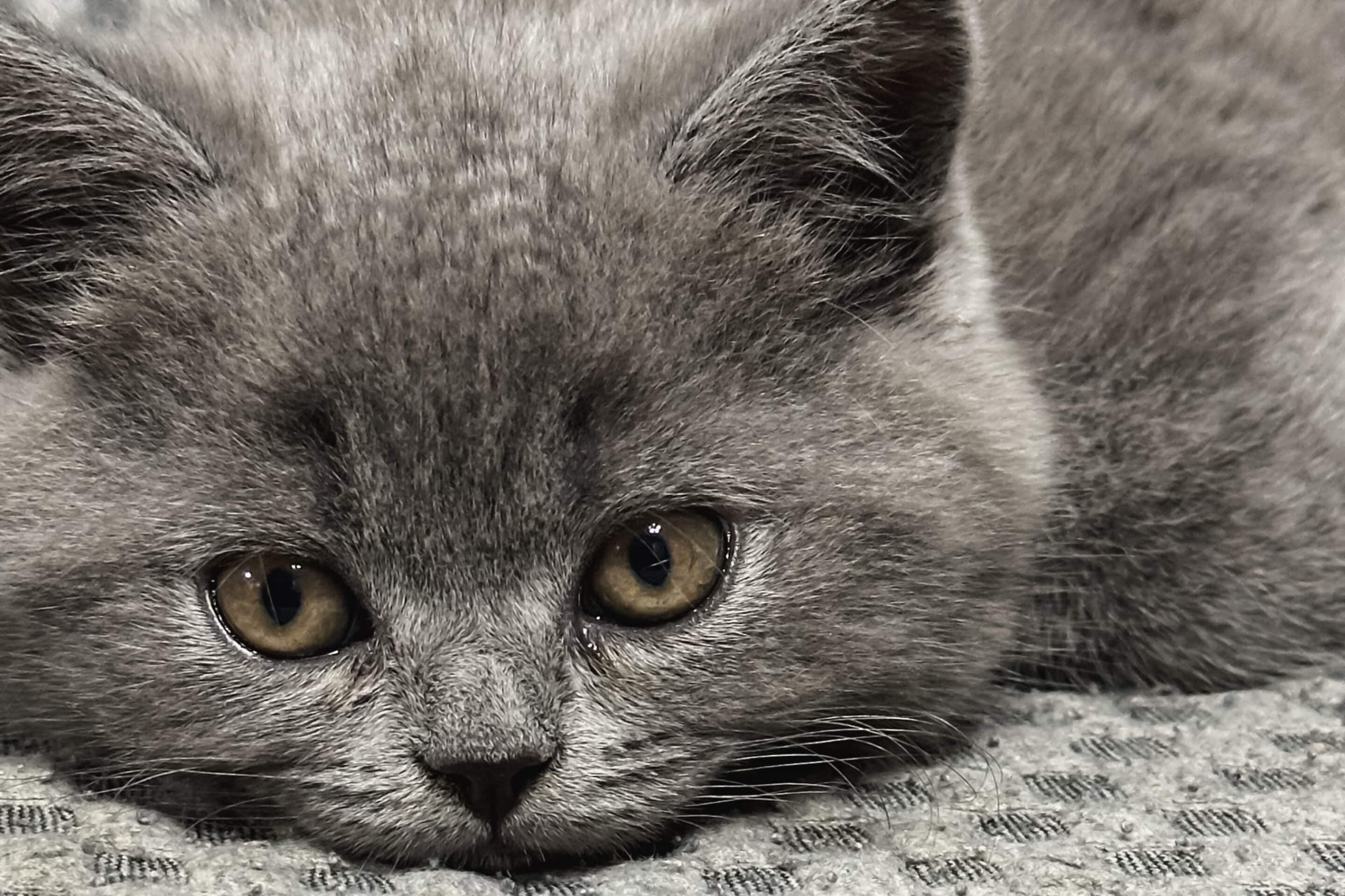 A closeup of a cute gray Scottish cat resting on a bed for best-cat-boarding-options-near-NYC blog. 