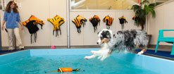 Fluffy dog jumping into pool at Morris Animal Inn for Dog Boarding near Fanwood, NJ