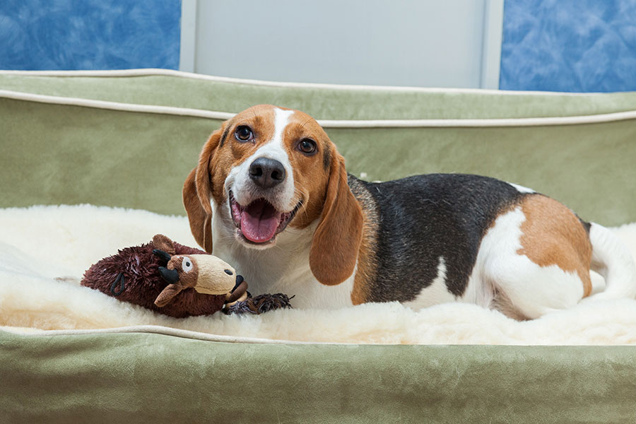 Happy beagle laying on dog bed with stuffed animal at Morris Animal Inn for Dog Boarding near Long Hill, NJ