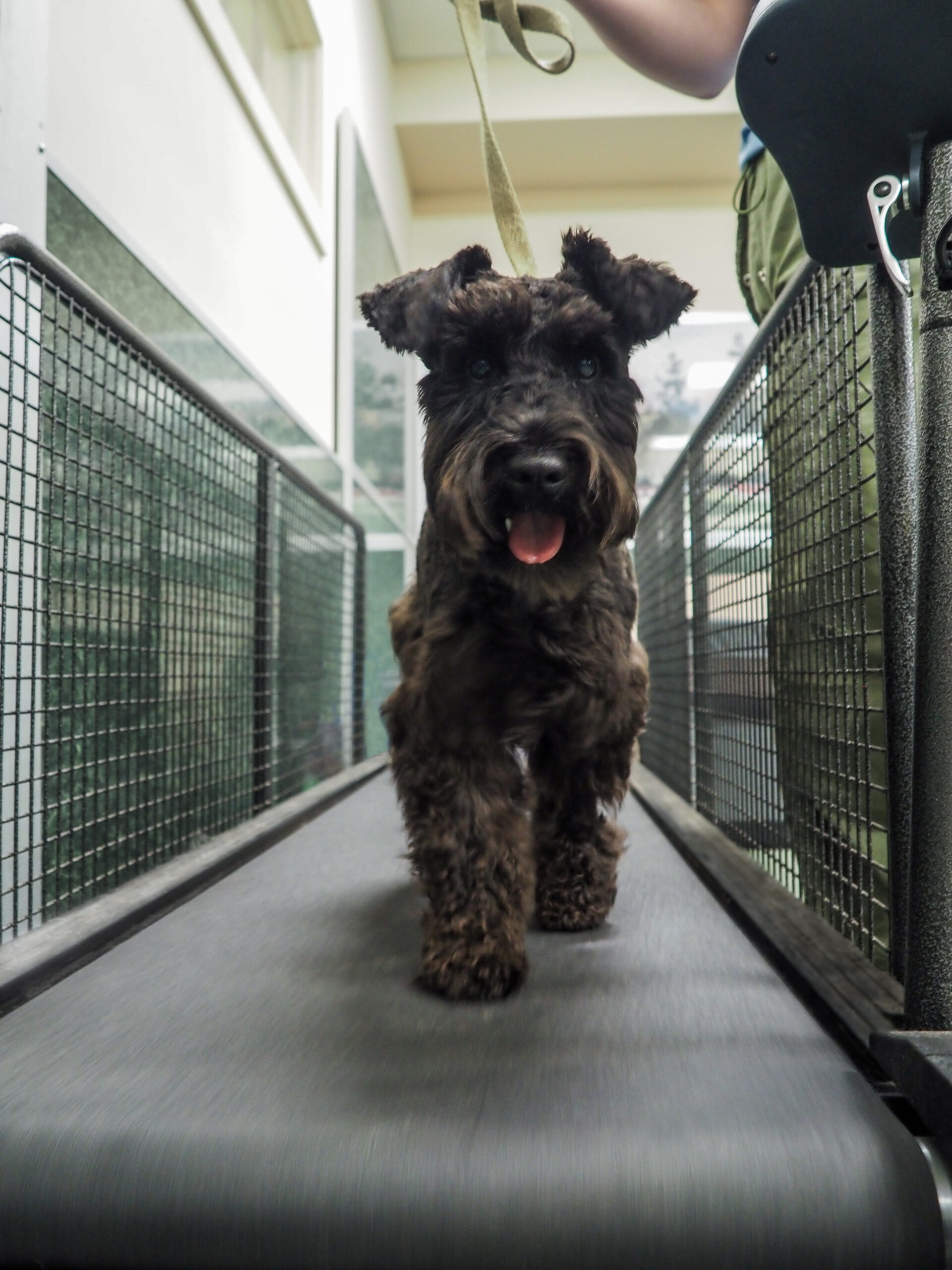Happy schnauzer walking on treadmill at Morris Animal Inn for Dog Boarding near Long Hill, NJ