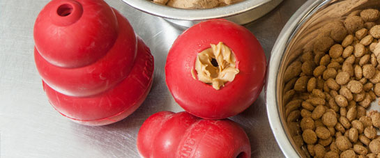 Peanut butter filled kong toys at Morris Animal Inn for Dog Boarding near Long Hill, NJ