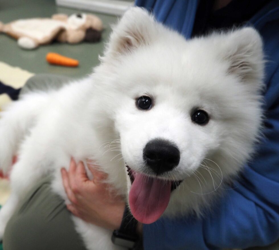 Small fluffy white dog smiling with staff member at Morris Animal Inn for Dog Boarding near Long Hill, NJ