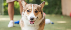 Smiling corgi walking outside at Morris Animal Inn for Dog Boarding near Long Hill, NJ