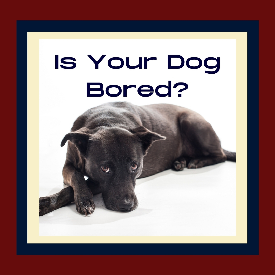 Dogs Get Bored. Here's how to tell if your dog is bored.
