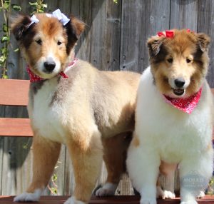 Well-groomed dogs from a Morris Animal Inn Dog Groomer
