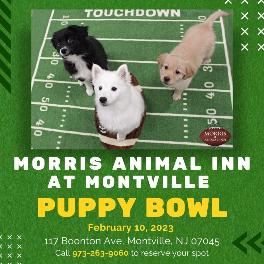 Pet Friendly Events Around Morristown NJ - Morris Animal Inn