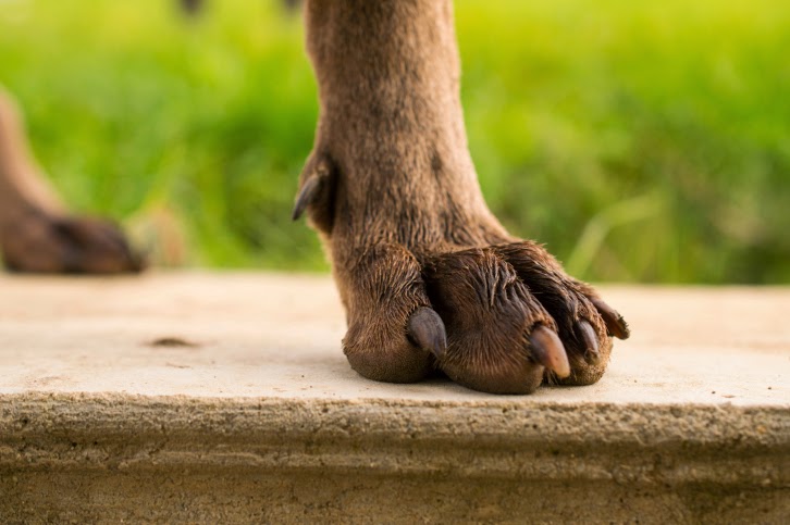 Dewclaws – Why Do Dogs Have Them? | Morris Animal Inn