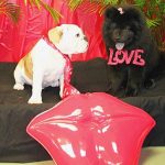 2 dogs in a valentine's day photo