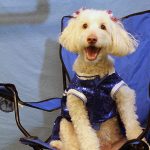 dog dressed up as a cheerleader