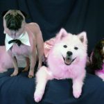 pink dogs
