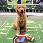 dog posing with a football