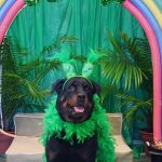 dog dressed up for St. Patrick's day