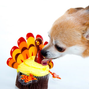 What Dogs can eat at Thanksgiving